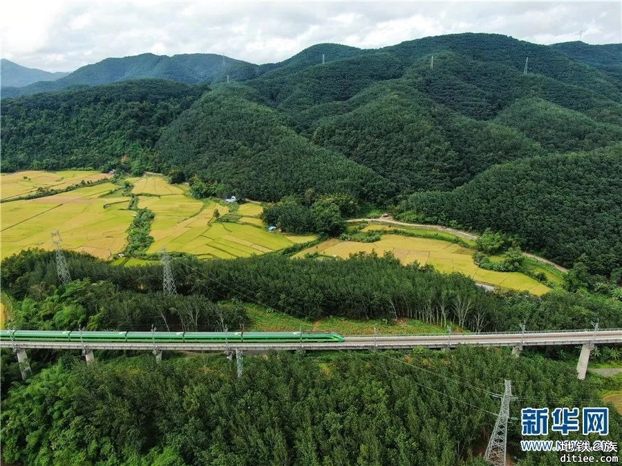 丰收时节 瞰中老铁路叠翠流金画卷