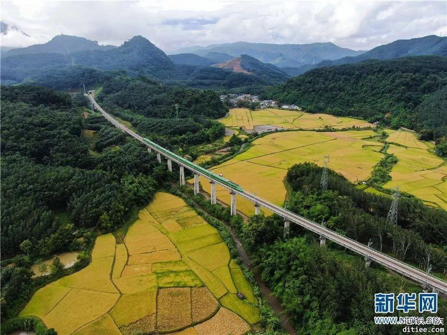 丰收时节 瞰中老铁路叠翠流金画卷