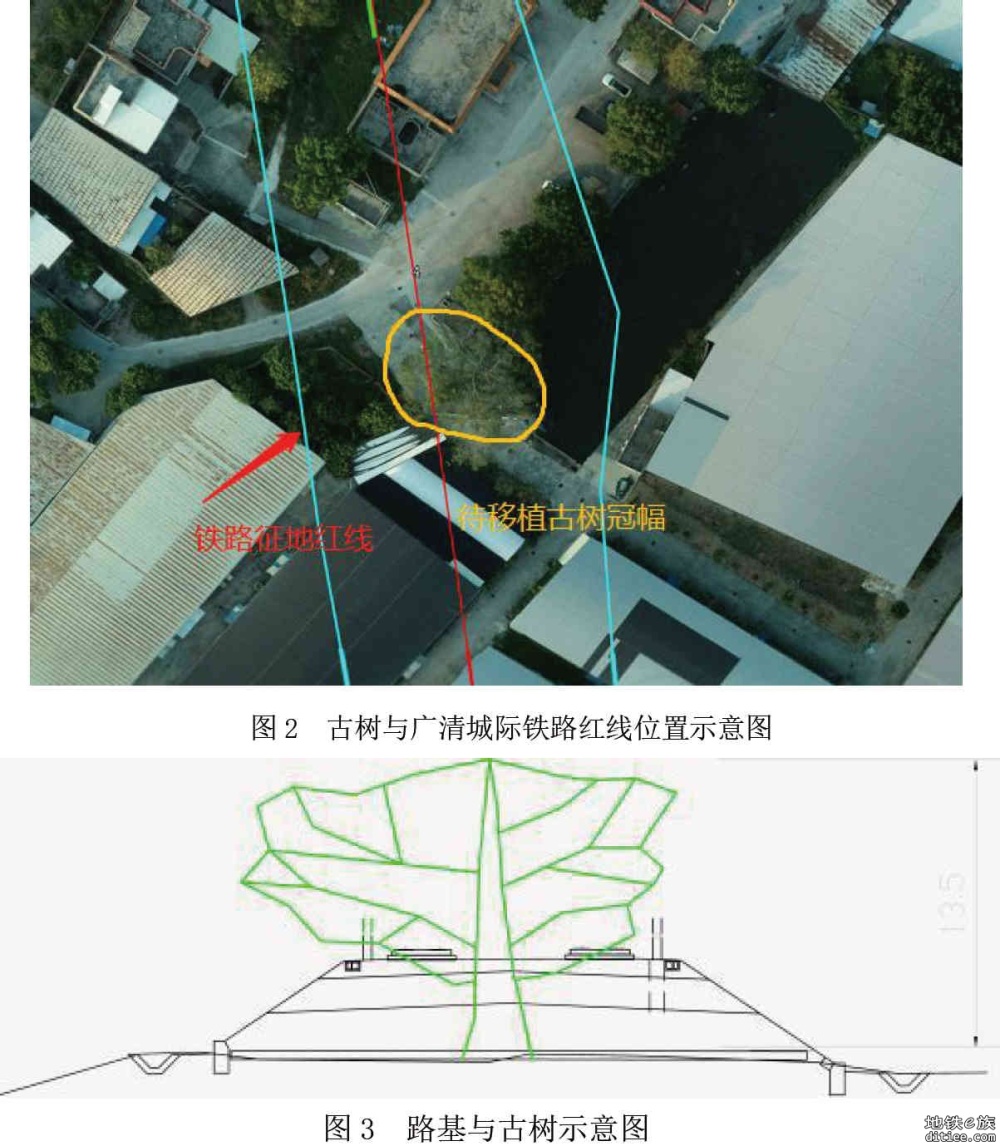 【广清南延】古树迁移征求公众意见公示