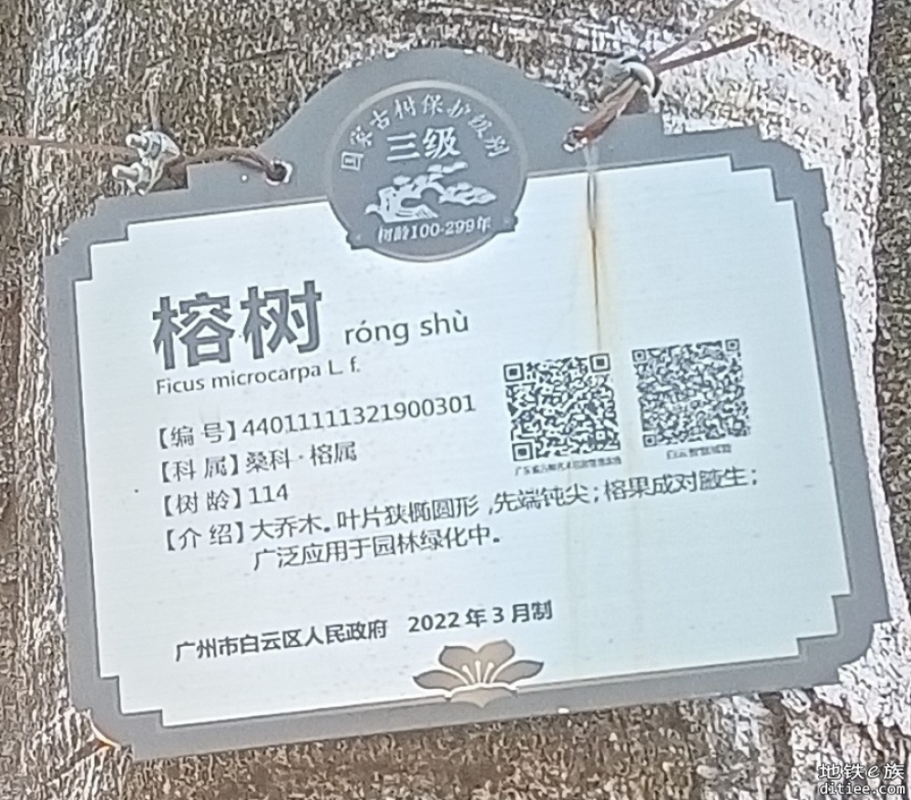 【广清南延】古树迁移征求公众意见公示