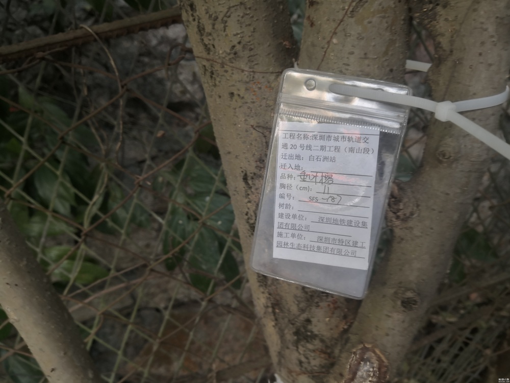 深圳地铁20号线二期工程新安老城站粘贴移树公告