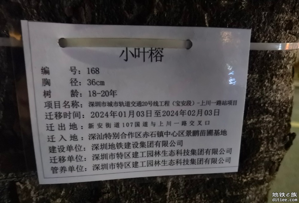 深圳地铁20号线二期工程新安老城站粘贴移树公告