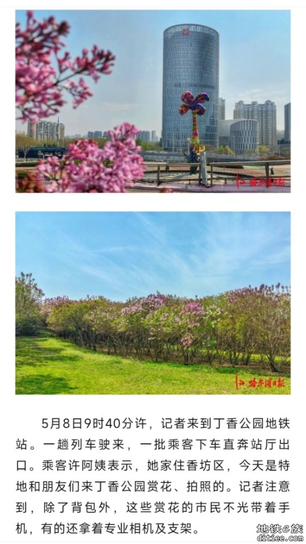 赏丁香正当时！​地铁丁香公园站日客流量近万人次，3、4号口直达花海