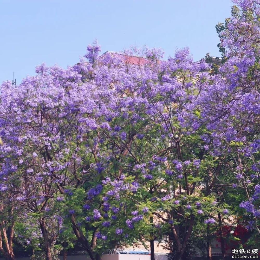 WOW～成都初夏限定美景，绝绝紫！坐着地铁去看蓝花楹