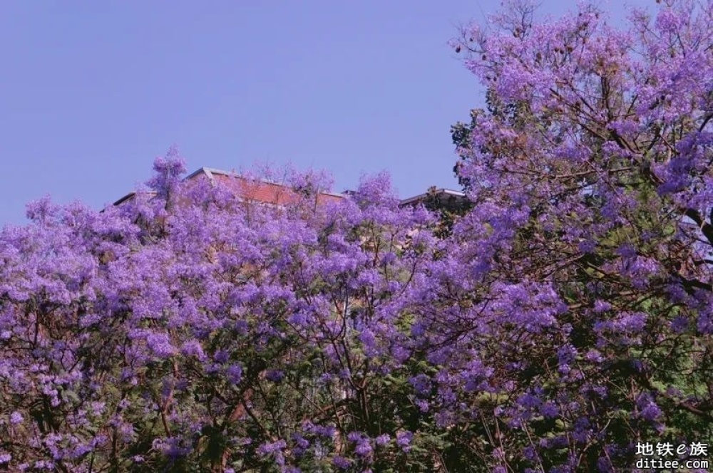 WOW～成都初夏限定美景，绝绝紫！坐着地铁去看蓝花楹