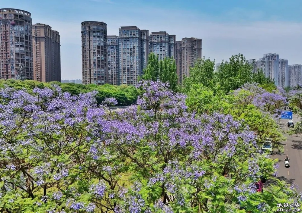 WOW～成都初夏限定美景，绝绝紫！坐着地铁去看蓝花楹